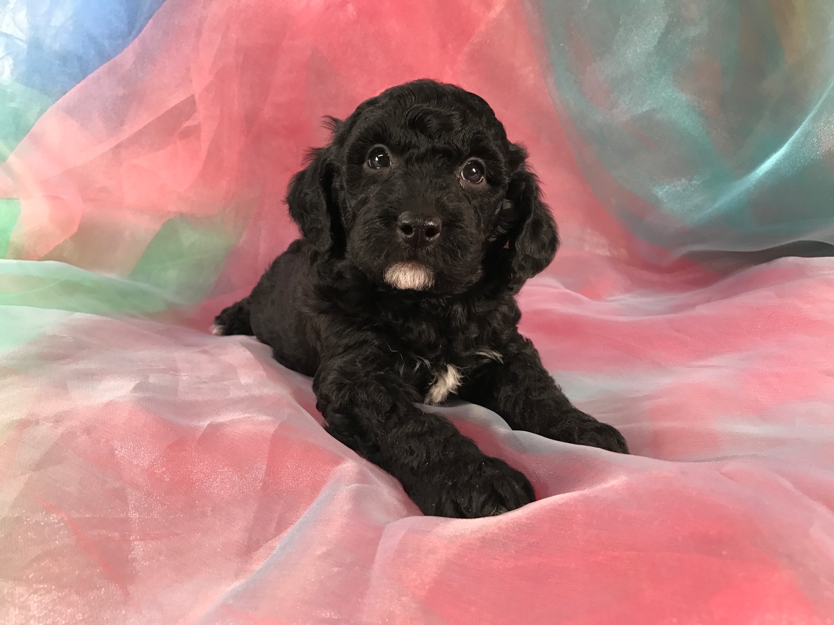 Black and White Miniature Goldendoodle Breeders